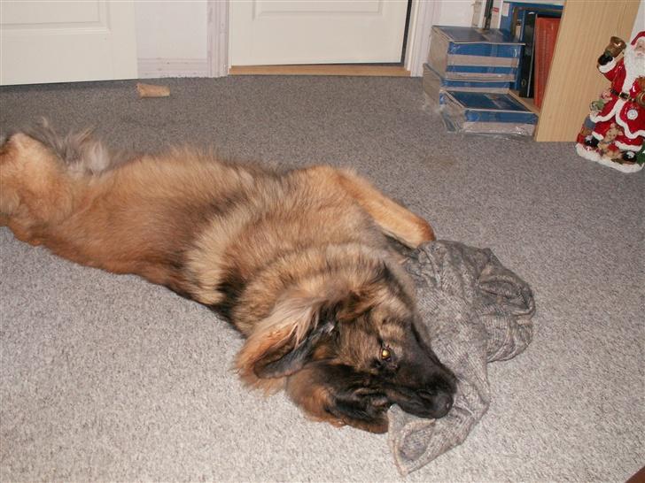 Leonberger Keiko ( i himlen)         - Keiko mener ikke helt han for opmærksomhed nok..!!!! billede 5