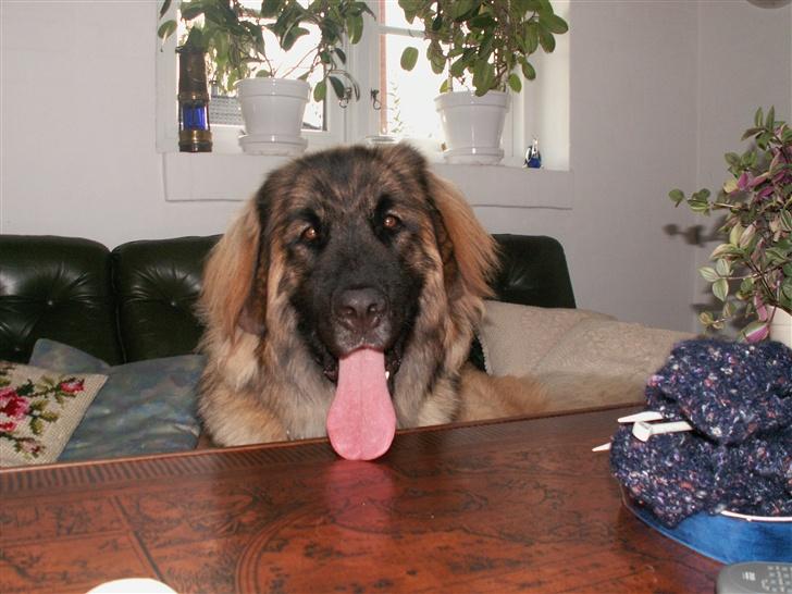 Leonberger Keiko ( i himlen)         billede 6