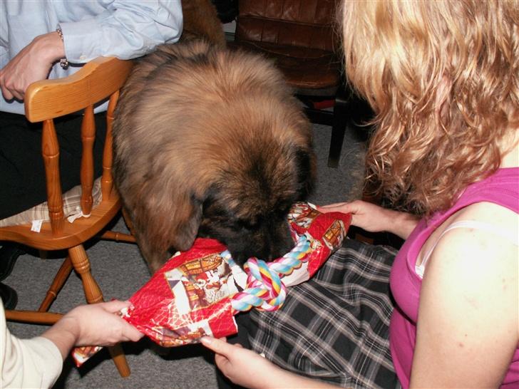 Leonberger Keiko ( i himlen)         - Min dejlige hund pakker sin julegave op.. billede 7