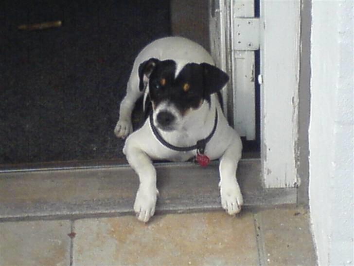 Dansk svensk gaardhund sally billede 1