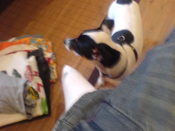 Dansk svensk gaardhund sally billede 2