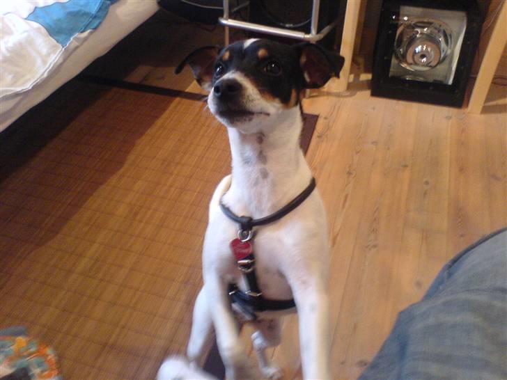 Dansk svensk gaardhund sally billede 3