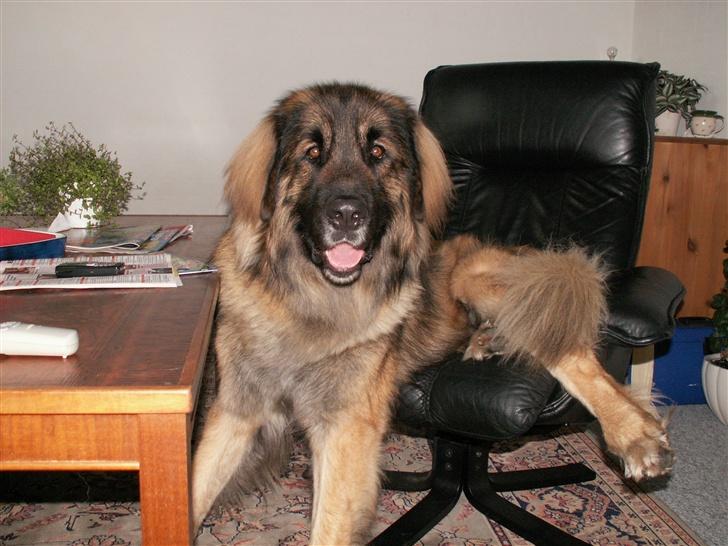 Leonberger Keiko ( i himlen)         billede 8