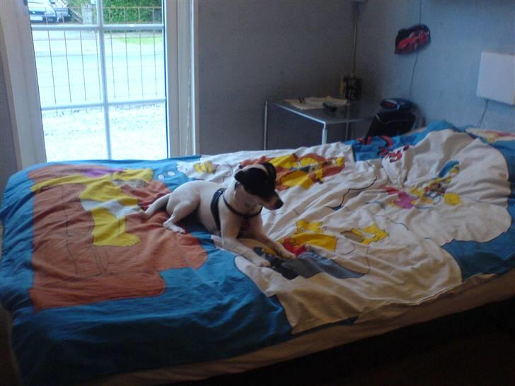 Dansk svensk gaardhund sally billede 4