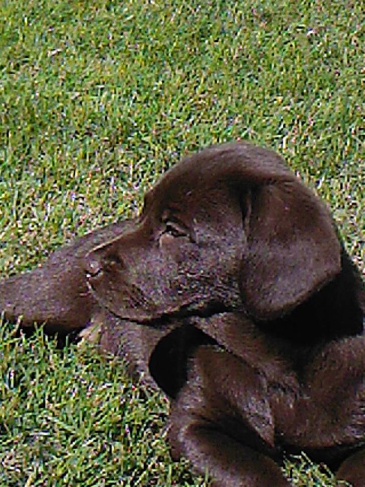 Labrador retriever Sako billede 6