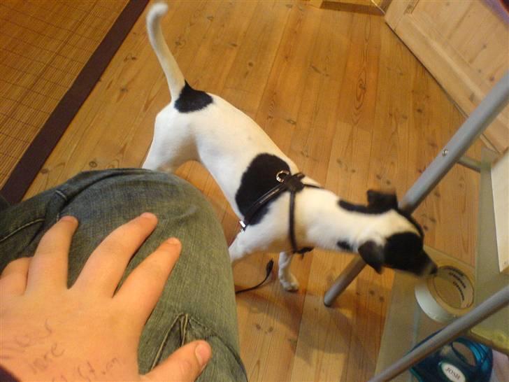 Dansk svensk gaardhund sally billede 5