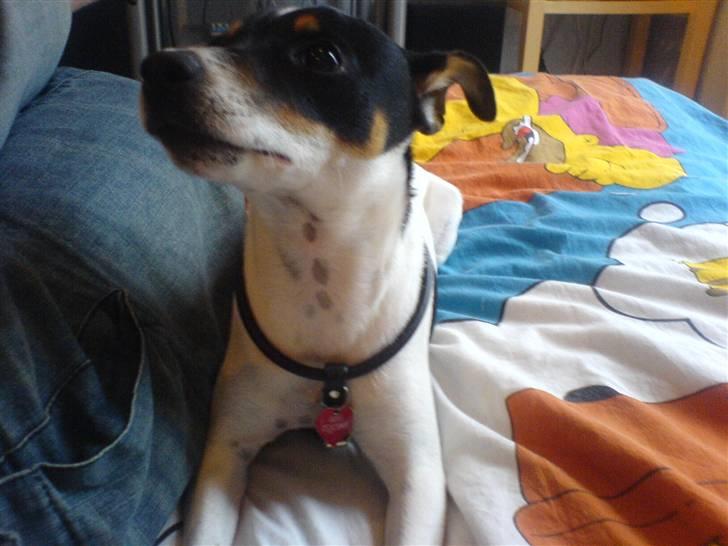 Dansk svensk gaardhund sally billede 6