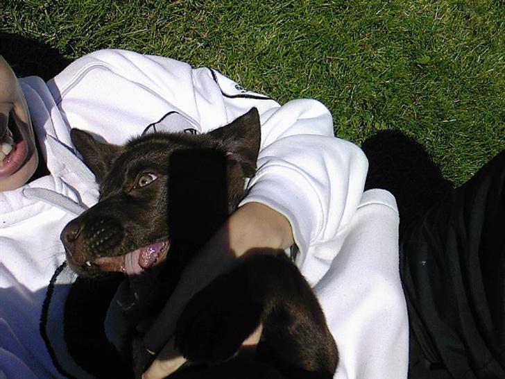 Labrador retriever Sako billede 7