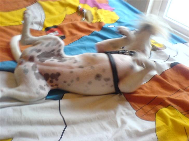 Dansk svensk gaardhund sally billede 7