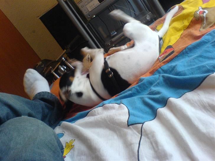 Dansk svensk gaardhund sally billede 8