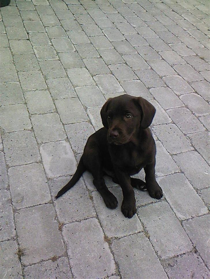 Labrador retriever Sako billede 8