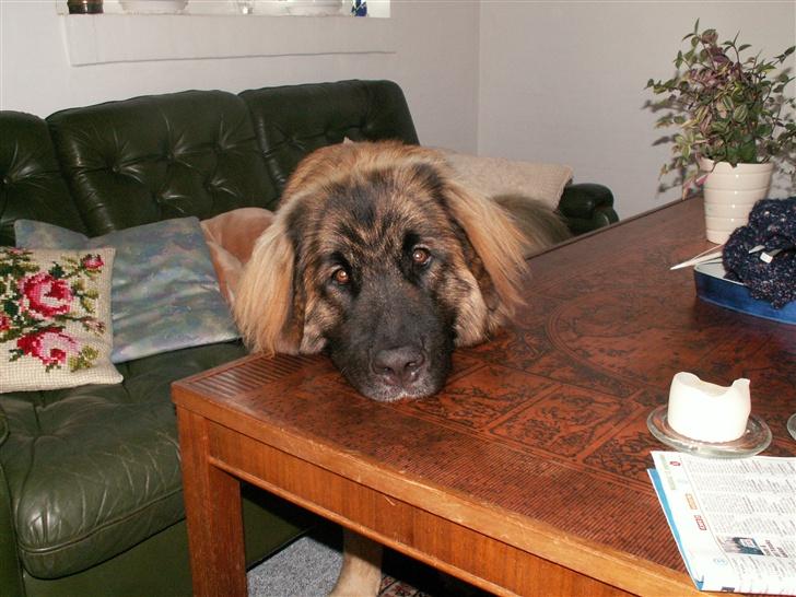 Leonberger Keiko ( i himlen)         billede 9