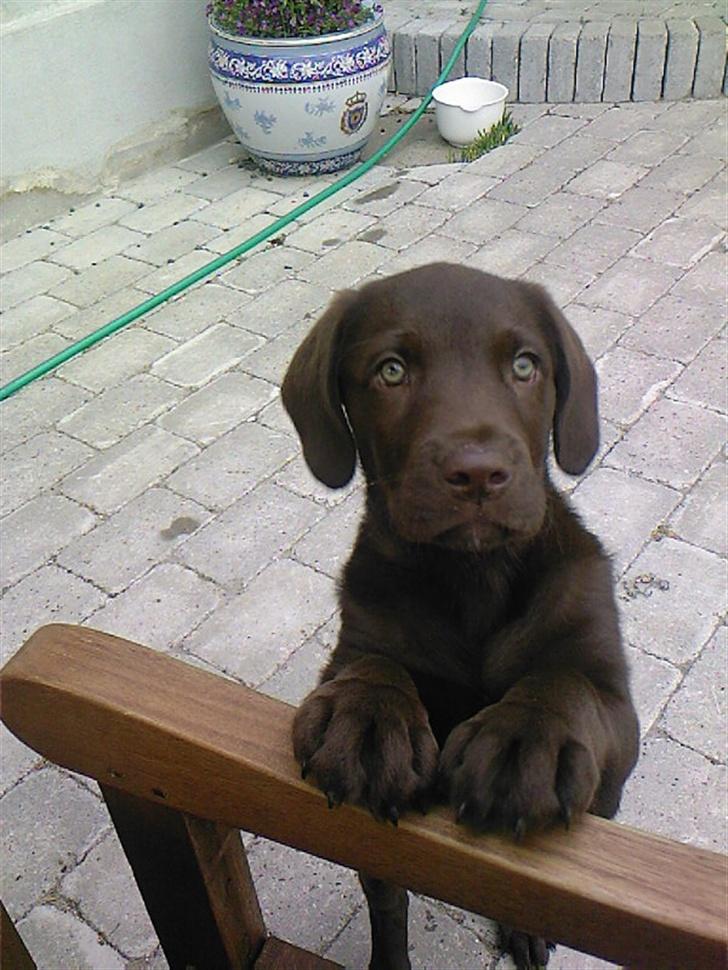 Labrador retriever Sako billede 9