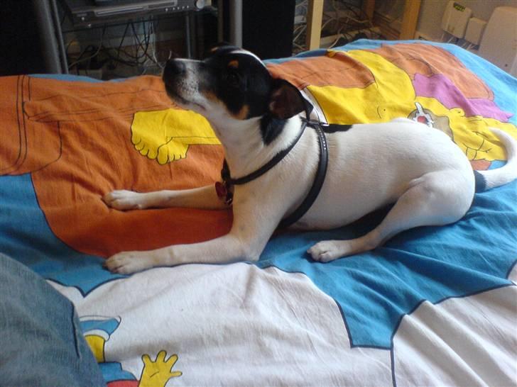 Dansk svensk gaardhund sally billede 10