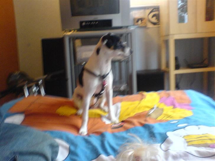 Dansk svensk gaardhund sally billede 11