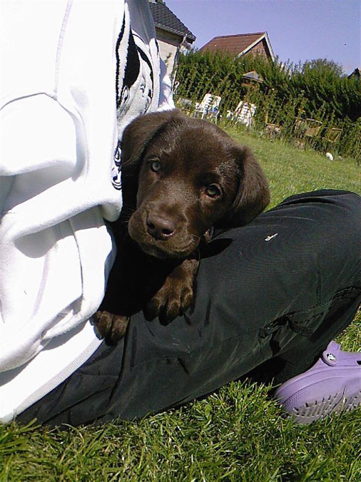 Labrador retriever Sako billede 10