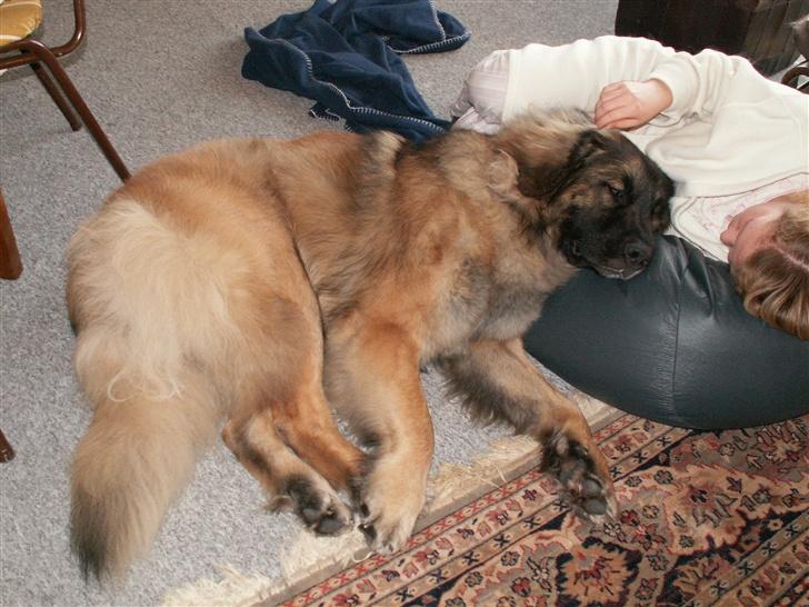 Leonberger Keiko ( i himlen)         - Keiko og jeg i en lille hygge aftenstund.. billede 10