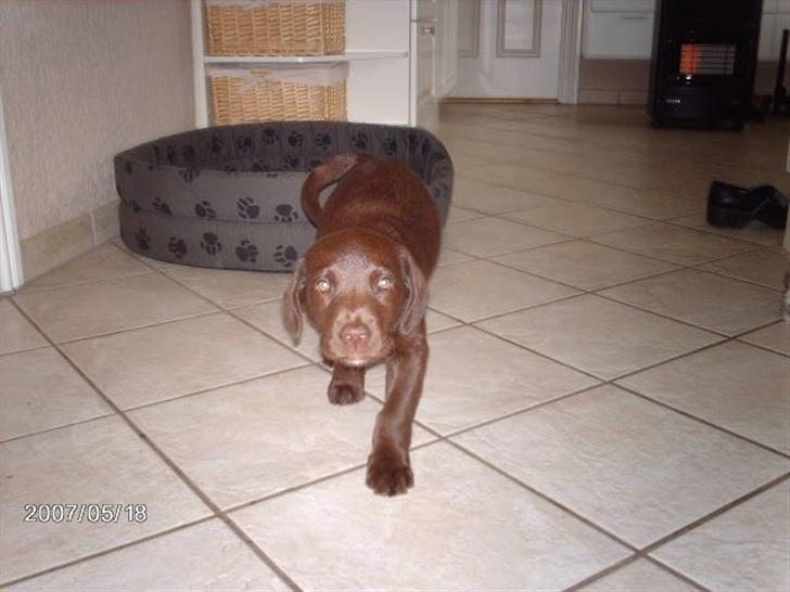 Labrador retriever Sako billede 11