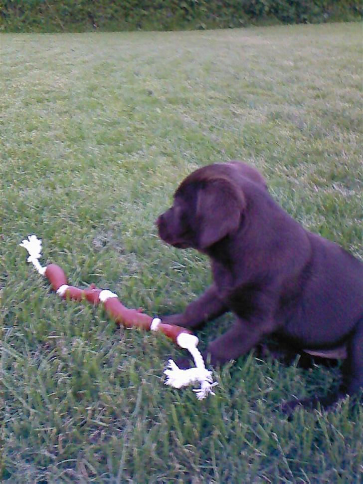 Labrador retriever Sako billede 12