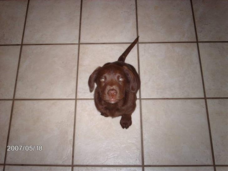 Labrador retriever Sako billede 13