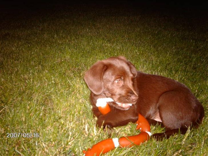 Labrador retriever Sako billede 14