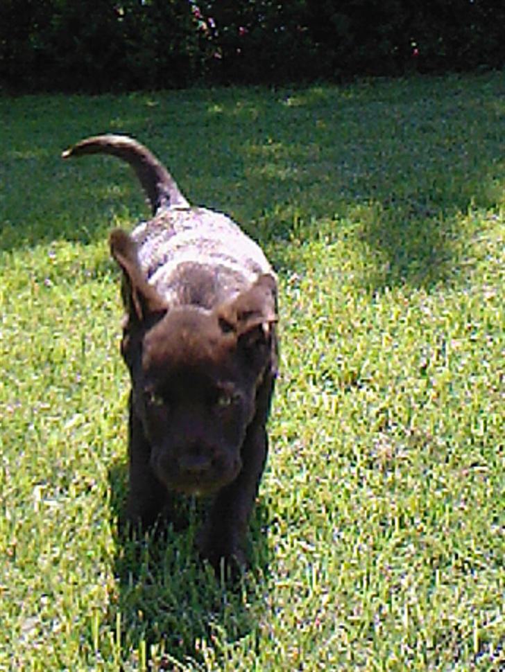 Labrador retriever Sako billede 15