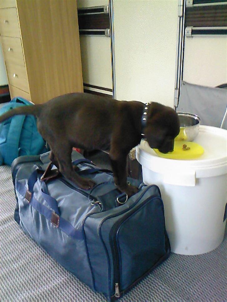 Labrador retriever Sako billede 16