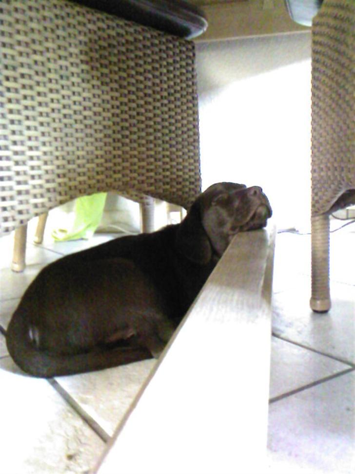 Labrador retriever Sako billede 17