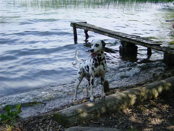 Dalmatiner mille billede 2