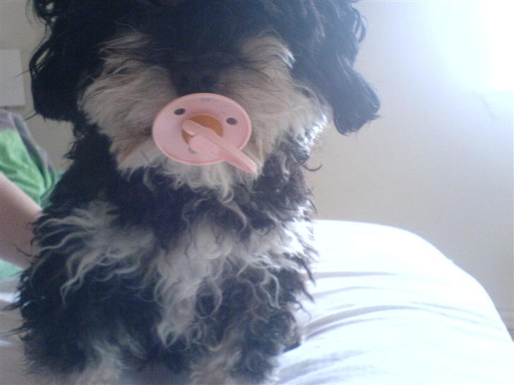 Blanding af racer Simba [Mor & Far's] - simba med sut , ;D billede 18