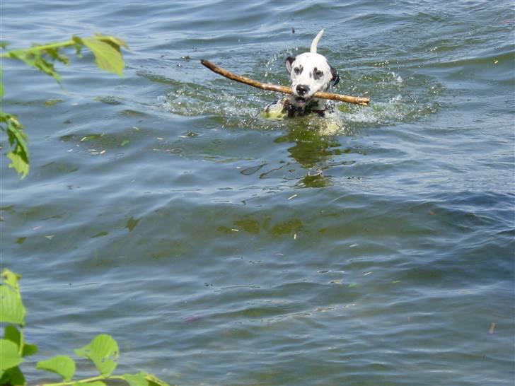 Dalmatiner mille billede 3