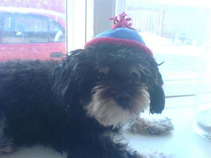 Blanding af racer Simba [Mor & Far's] - Fin hat  billede 19