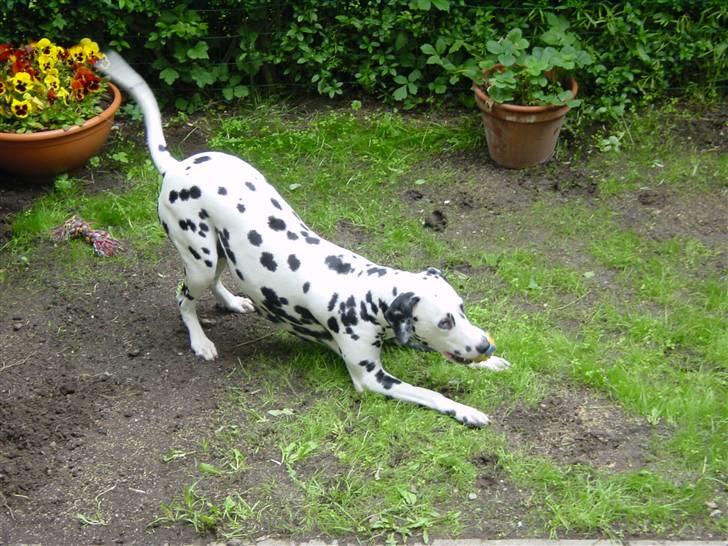 Dalmatiner mille billede 4