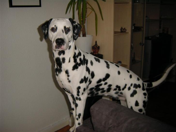 Dalmatiner mille - mille 1 år billede 5