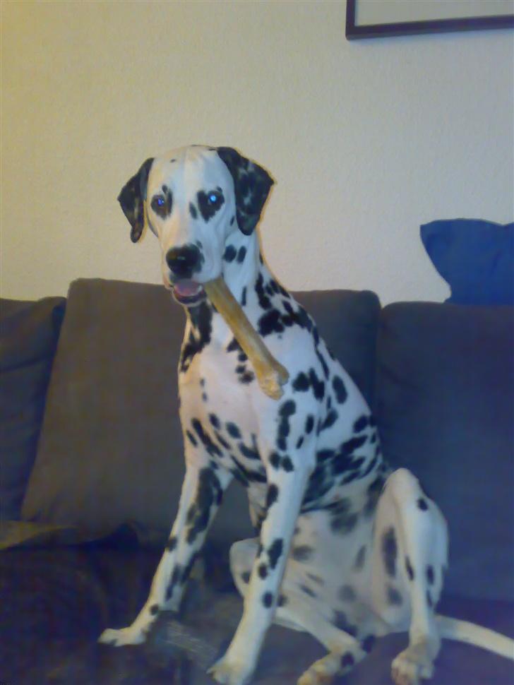 Dalmatiner mille - se mit kødben billede 6