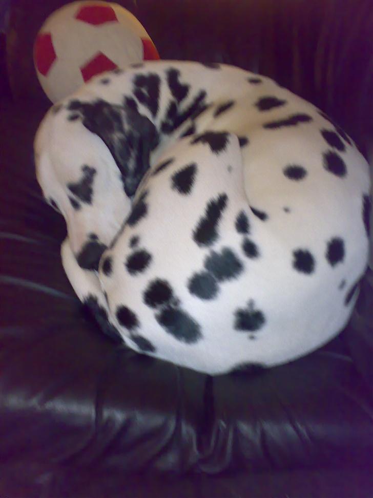 Dalmatiner mille - snupper lige en lur billede 7