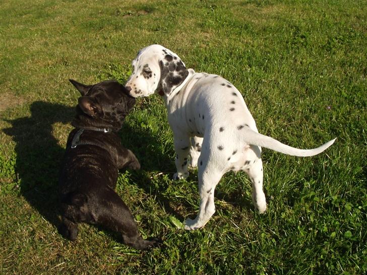 Fransk bulldog Samson billede 8