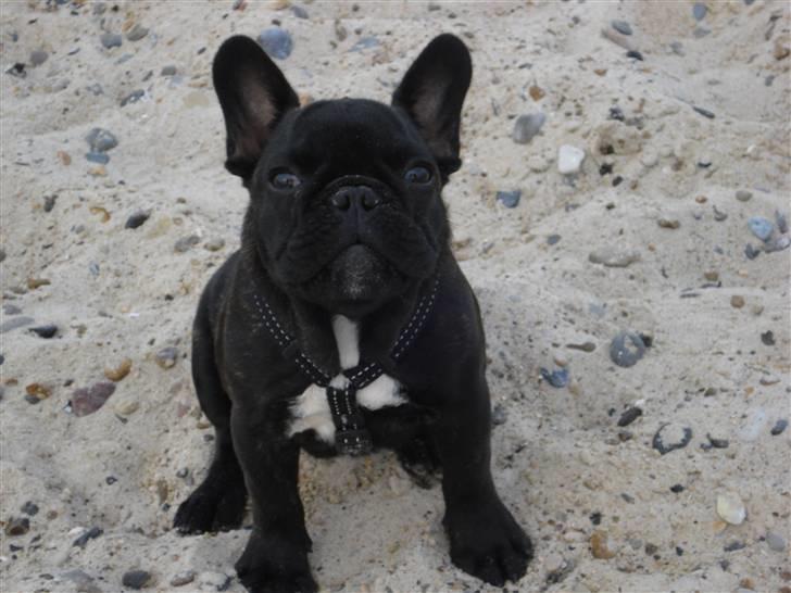 Fransk bulldog Samson billede 9