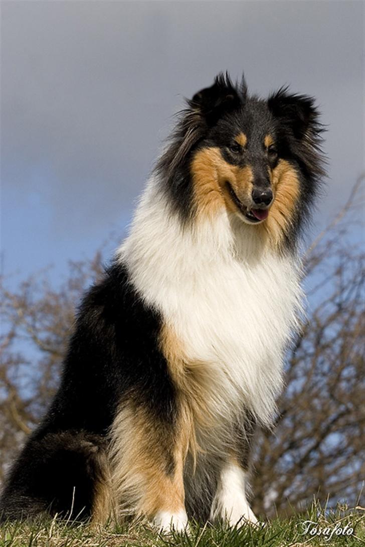 Collie langhåret Andrea billede 2