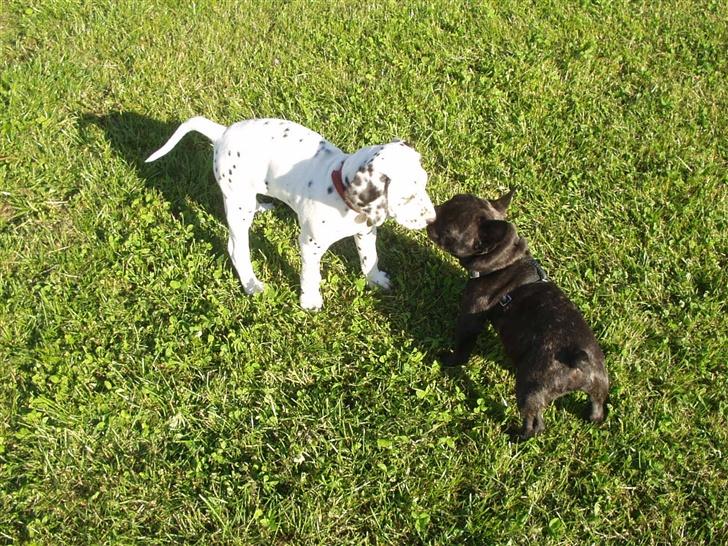 Fransk bulldog Samson billede 10