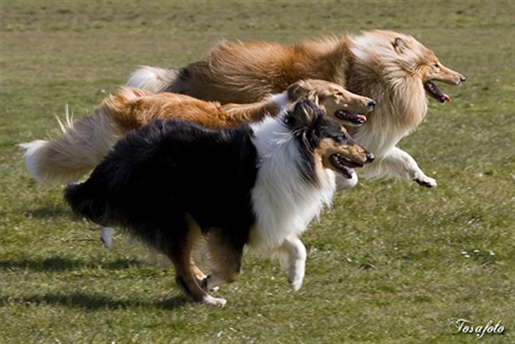 Collie langhåret Andrea billede 3