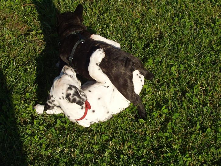 Fransk bulldog Samson billede 11