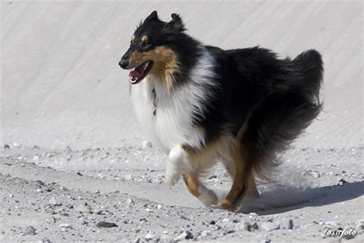 Collie langhåret Andrea billede 4