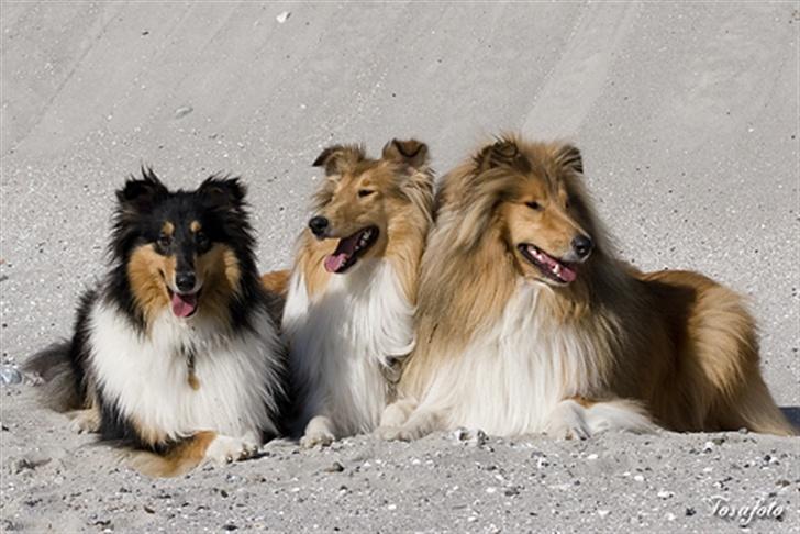 Collie langhåret Andrea billede 5