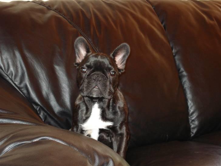 Fransk bulldog Samson billede 12