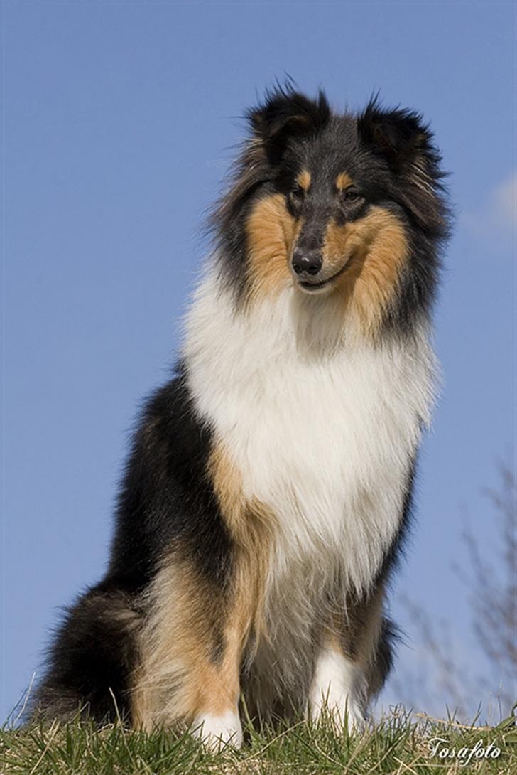 Collie langhåret Andrea billede 6