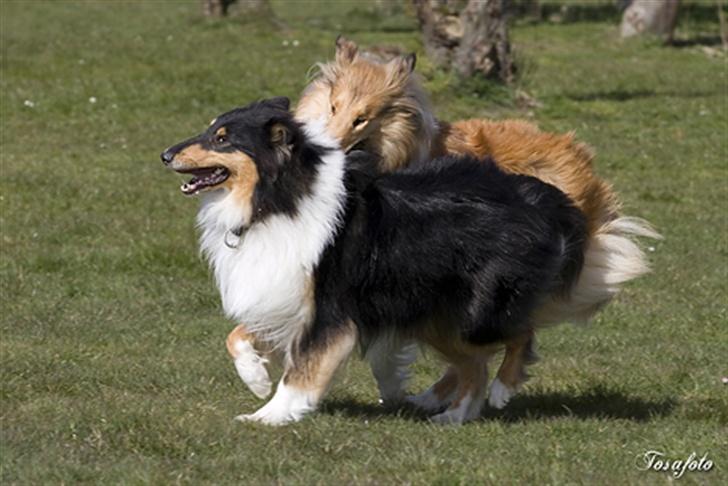 Collie langhåret Andrea billede 7