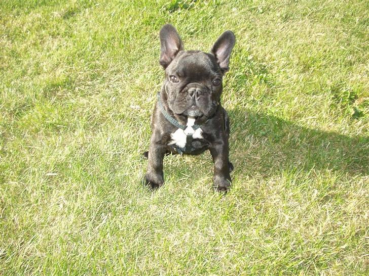 Fransk bulldog Samson billede 13