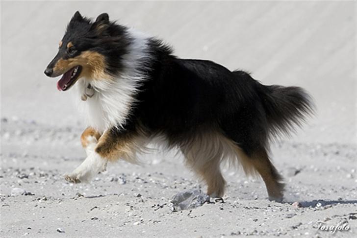 Collie langhåret Andrea billede 8