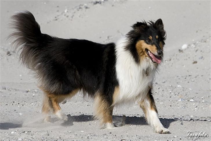 Collie langhåret Andrea billede 9